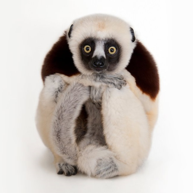 Lemur Pfp
