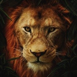 Forum avatar: close-up of a realistic lion's face from The Lion King (2019) movie, intense eyes and mane framed by dark foliage.