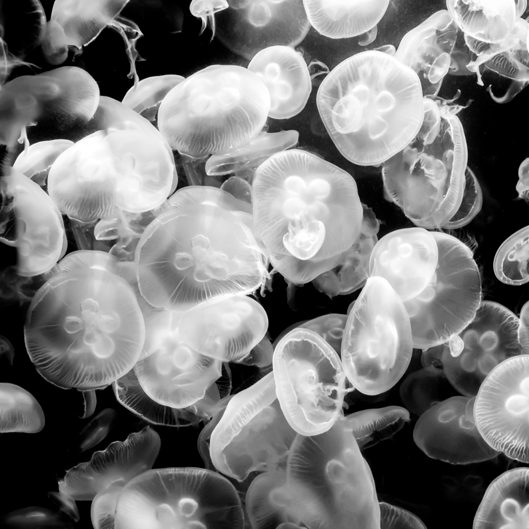 Jellyfish Pfp