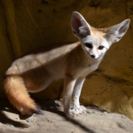 Fennec Fox At Taronga Zoo Sydney by lonewolf6738
