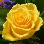 Yellow Rose by lonewolf6738