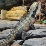 Water Dragon by lonewolf6738