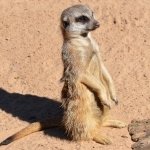 Lone Meerkat on Duty by lonewolf6738