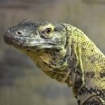 Komodo Dragon by lonewolf6738