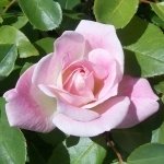 Pink Beauty by lonewolf6738