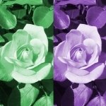 A Rose Of Many Colors by lonewolf6738