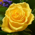  Yellow Rose