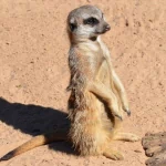  Lone Meerkat on Duty