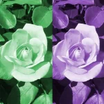  A Rose Of Many Colors