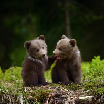  Adorable Bear Cubs