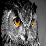 Animal owl PFP