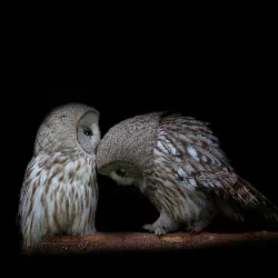 owl Animal PFP