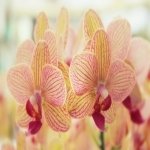 Download Nature Orchid PFP