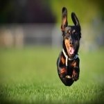 Download Animal Dachshund PFP