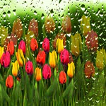  Colorful tulips