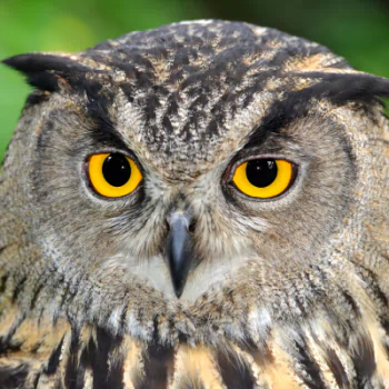 macro owl Animal PFP