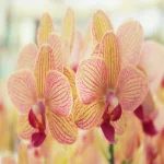 nature orchid PFP
