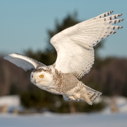 Snowy Owl Pfp