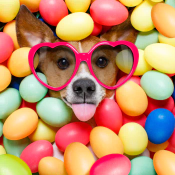 colorful colors muzzle easter egg sunglasses dog funny PFP