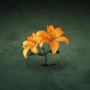  Orange Calla Lily