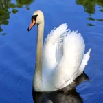 Animal swan PFP