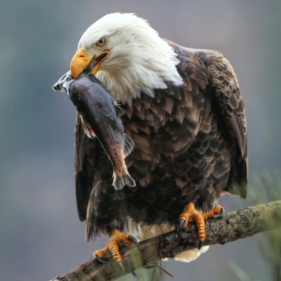 Bald Eagle holding a Fish in its Beak