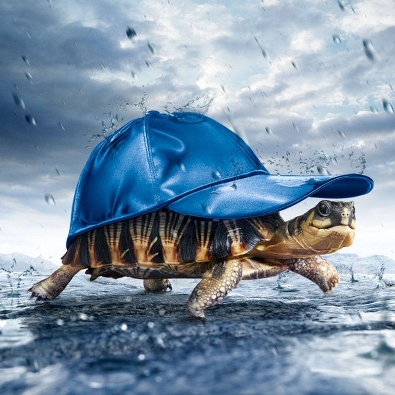 Download Rain Hat Turtle Funny Animal Pfp