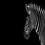 Download Animal Zebra PFP