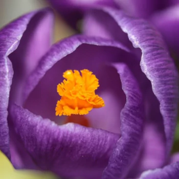 flower nature crocus PFP