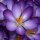 Purple Flower