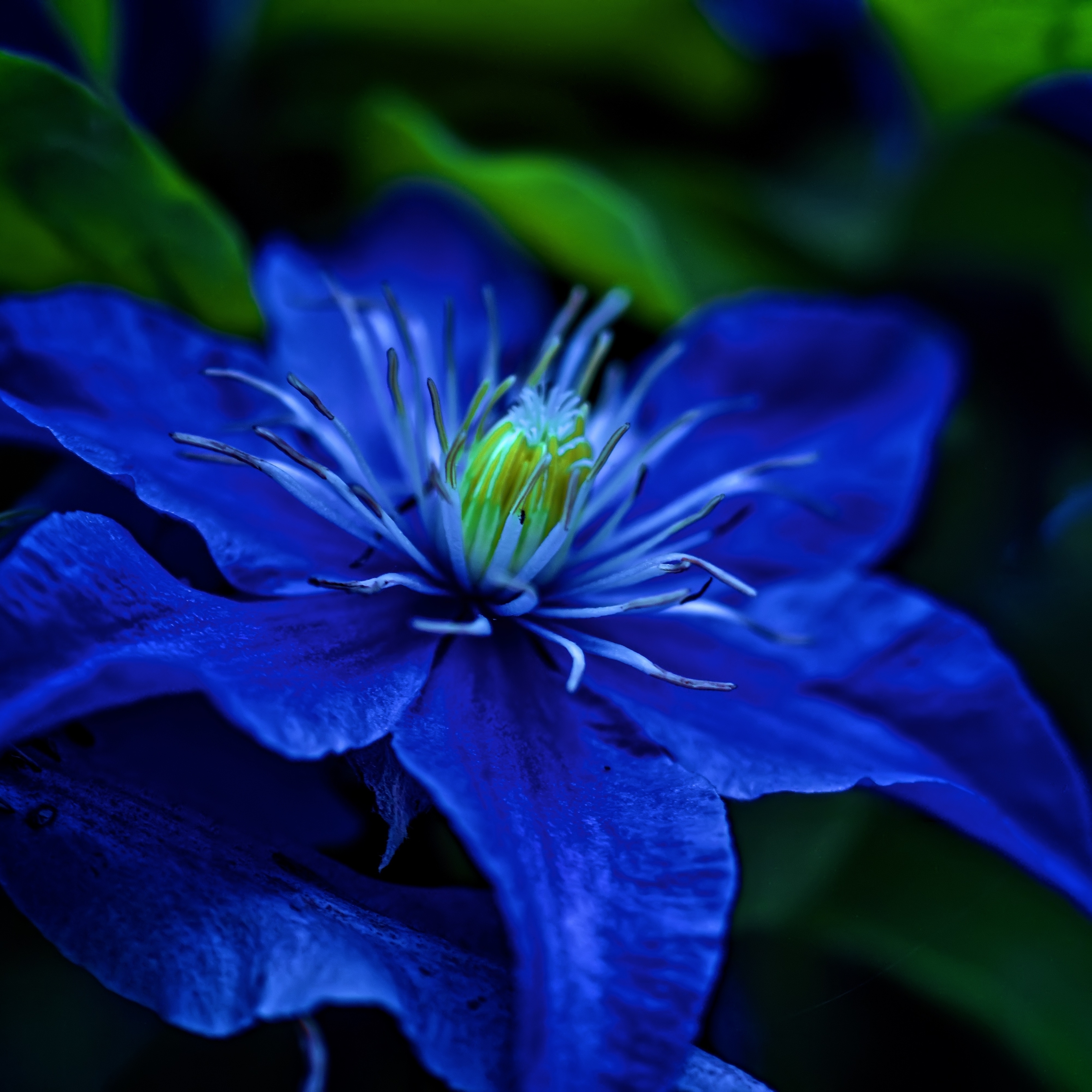 Download Blue Flower Flower Nature PFP