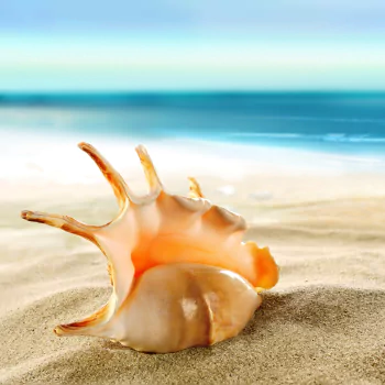nature beach sand shell PFP