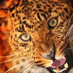Animal leopard PFP