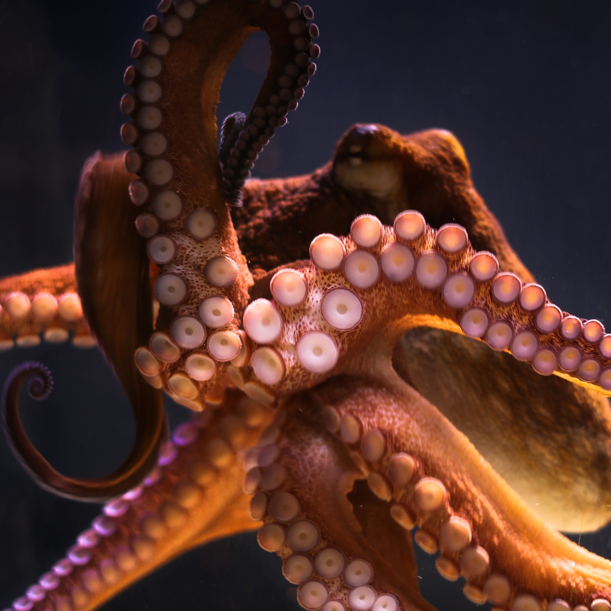 Octopus Pfp