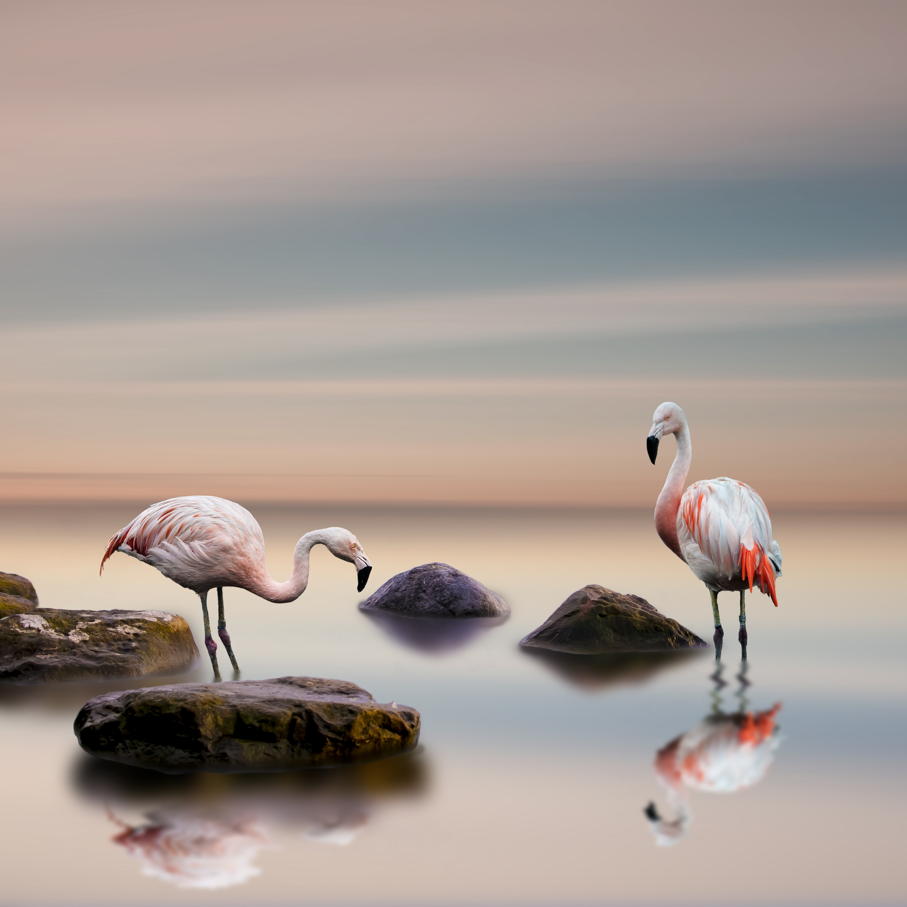 Flamingo Pfp