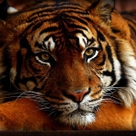 Tiger Pfp
