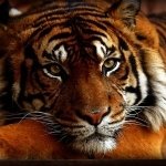 Download Animal Tiger PFP