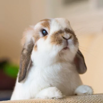 rabbit Animal PFP