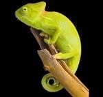 LIZARD by GREENFROGGY1