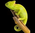  LIZARD