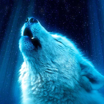  Wolf Howling in the Moonlight