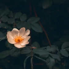 white flower leaf flower nature PFP