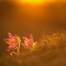 blur close-up pink flower nature flower PFP