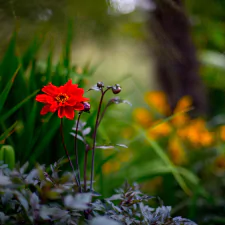 nature red flower flower macro PFP