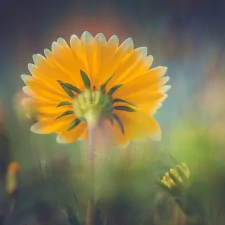 yellow flower flower nature PFP