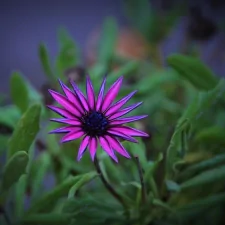  Purple Daisy