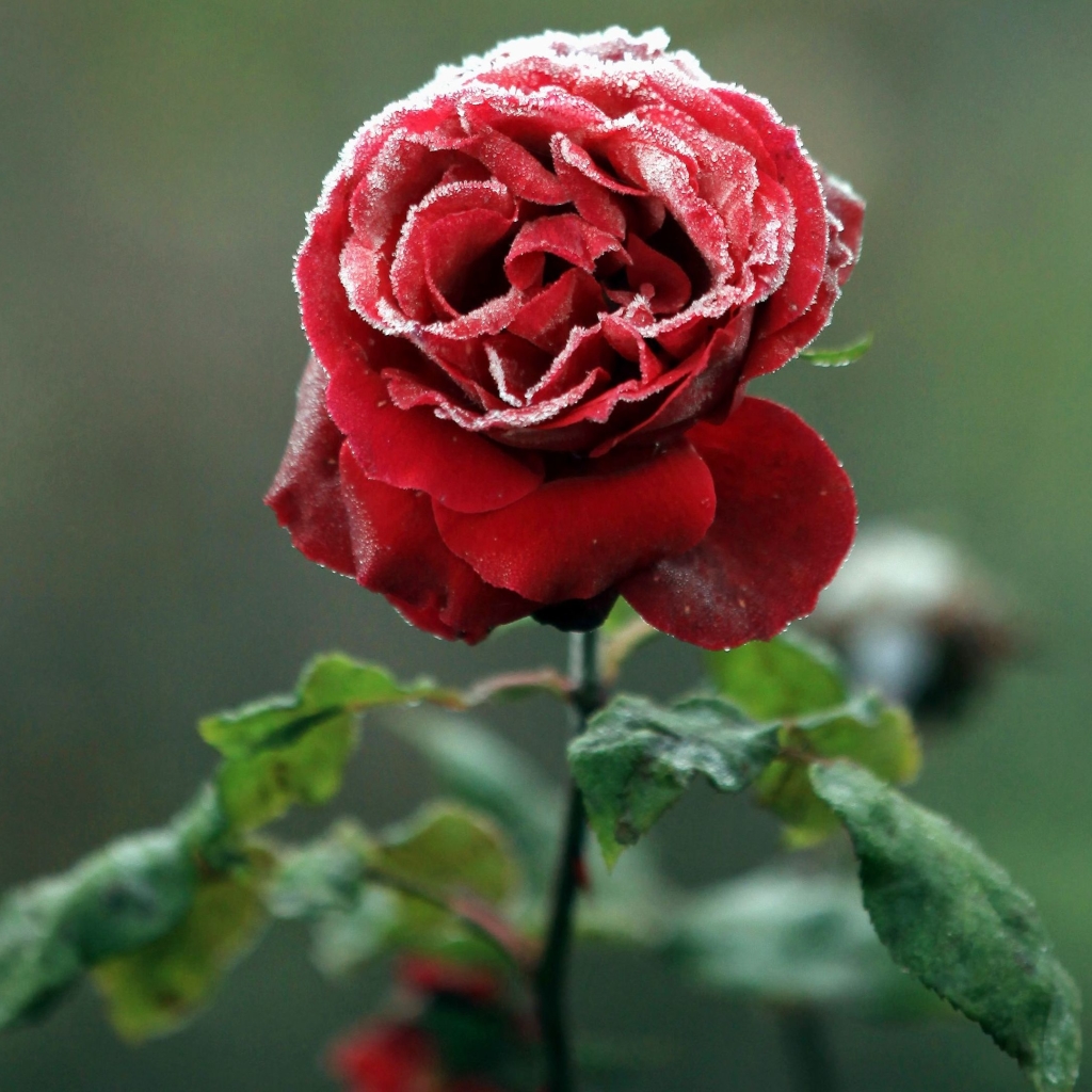 frosted rose