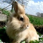 Download Animal Rabbit PFP