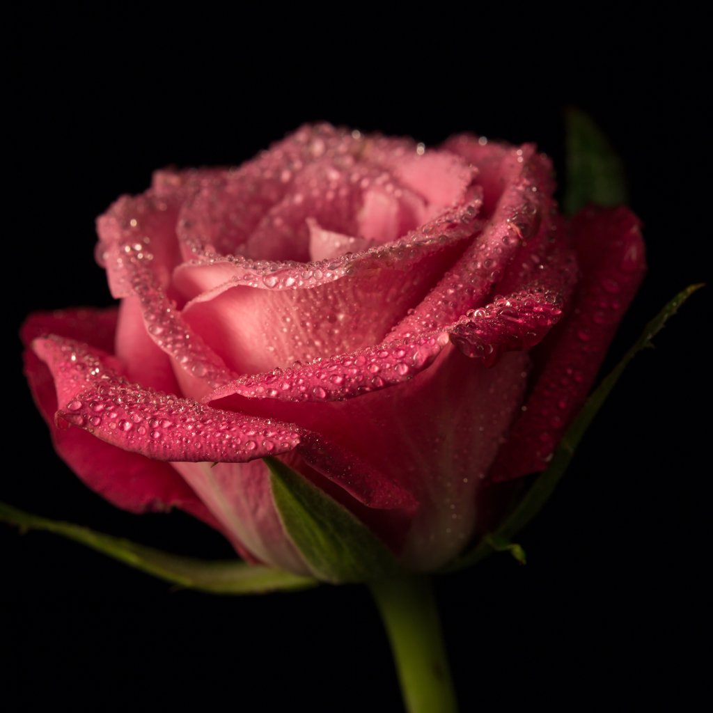 Download Water Drop Nature Pink Flower Flower Rose PFP