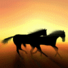 Download Animal Horse PFP